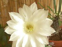 Echinopsis subdenudata